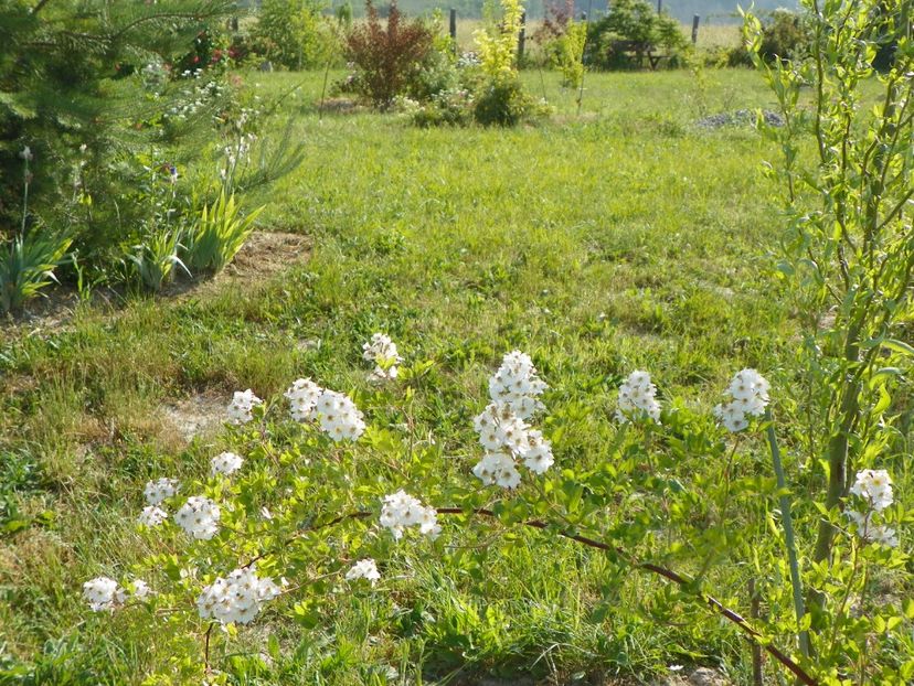 rosa multiflora - Dobarland 2018 2