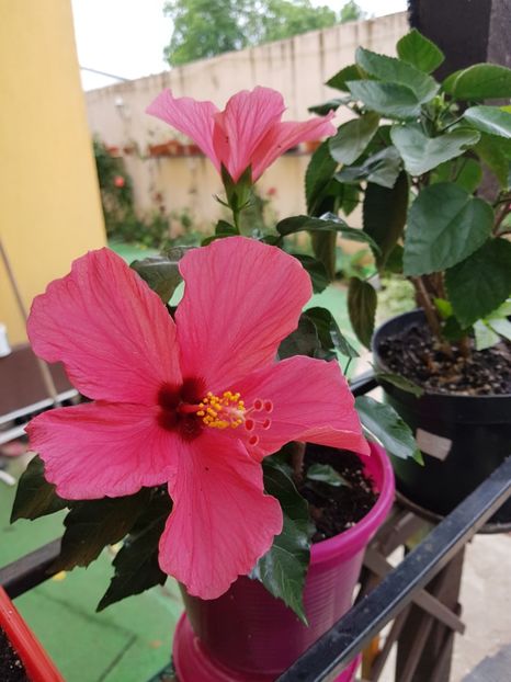 cairo rosa - 1-2 HIBISCUS