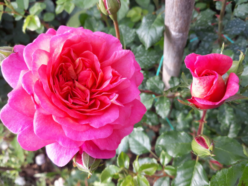  - CHRISTOPHER MARLOWE David Austin 3