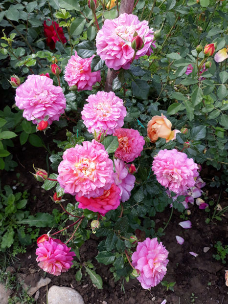 - CHRISTOPHER MARLOWE David Austin 3