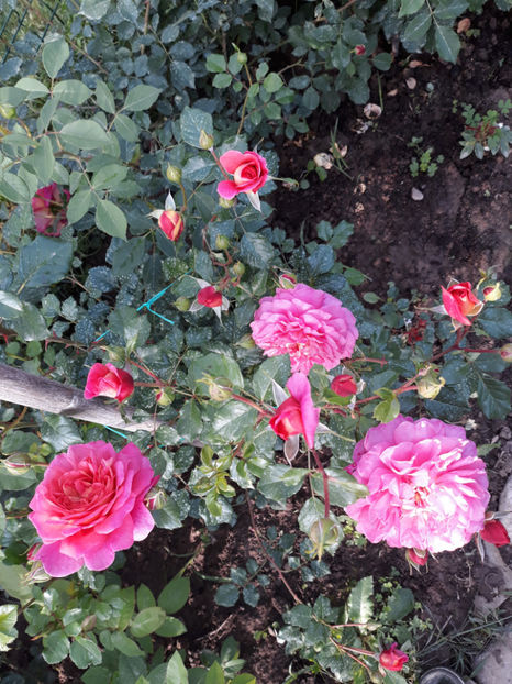  - CHRISTOPHER MARLOWE David Austin 3