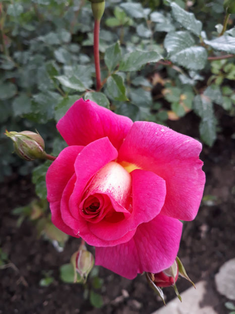  - CHRISTOPHER MARLOWE David Austin 3