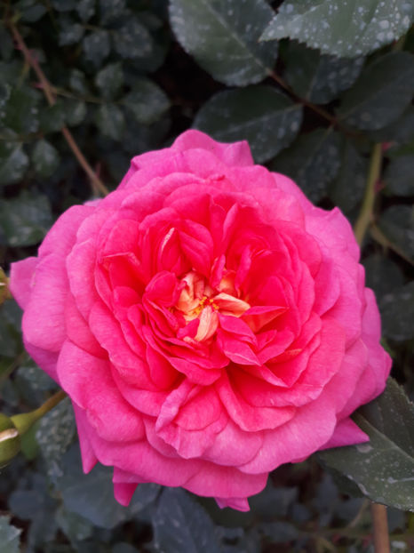 - CHRISTOPHER MARLOWE David Austin 3