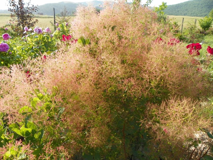 cotinus coggyria Young lady - Dobarland 2018 2