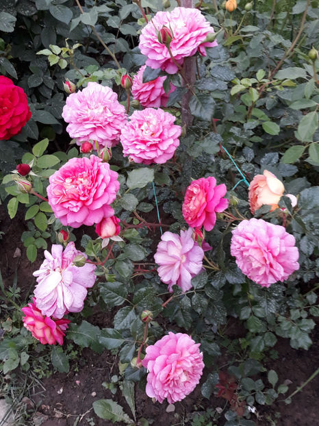  - CHRISTOPHER MARLOWE David Austin 3