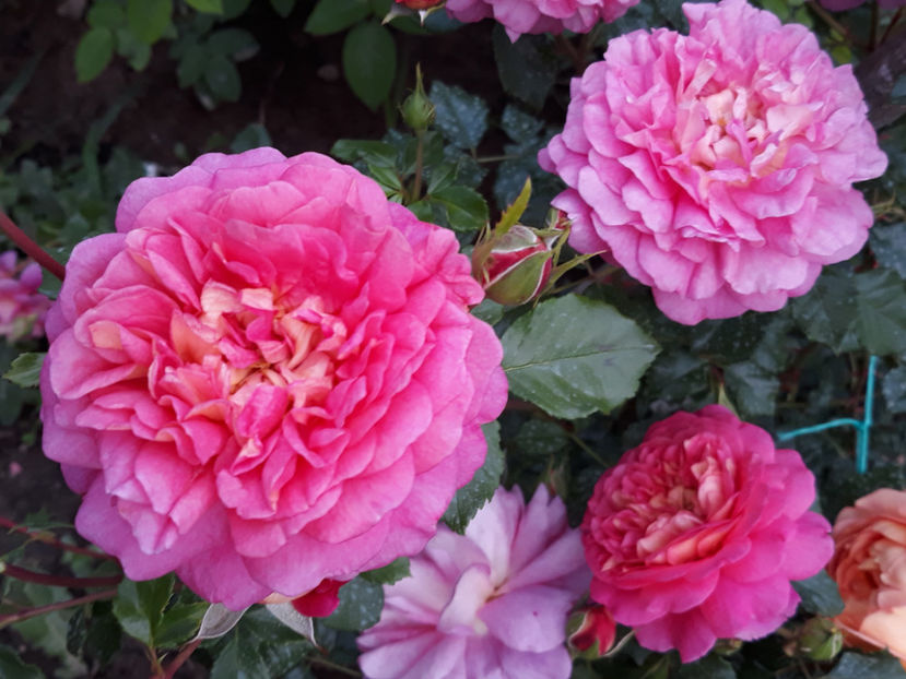  - CHRISTOPHER MARLOWE David Austin 3