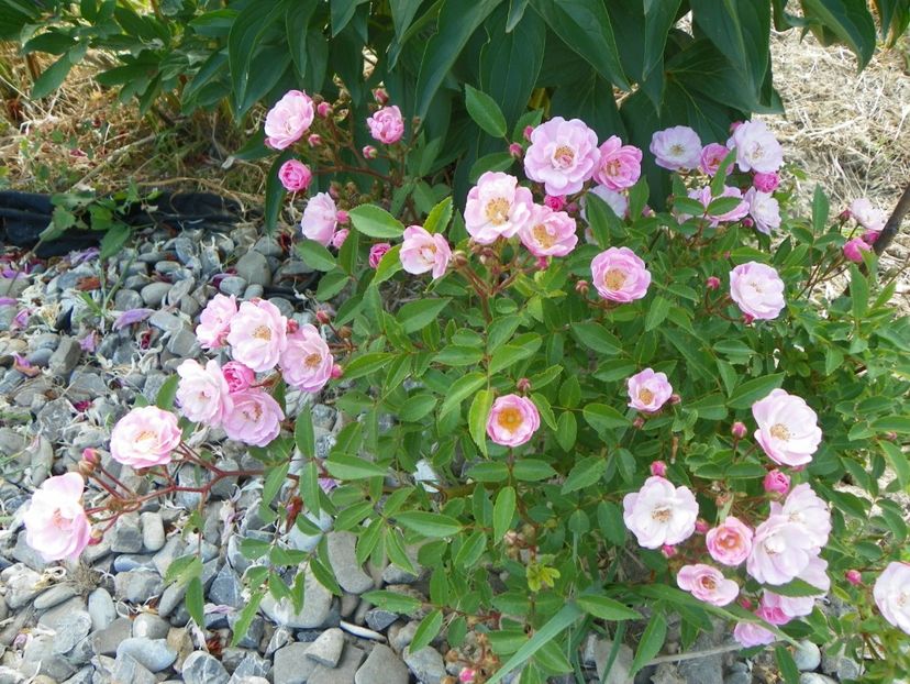 Heavenly Pink - Trandafiri 2018 2
