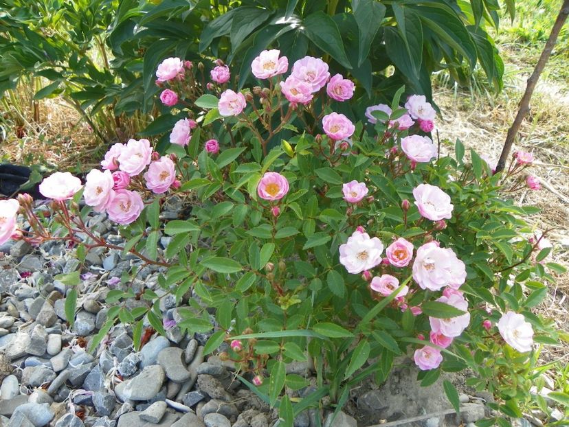 Heavenly Pink - Trandafiri 2018 2