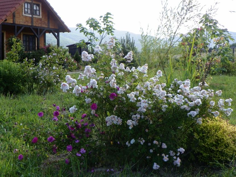 Abigail Adams - Dobarland 2018 2