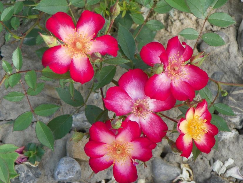 Star Profusion - Trandafiri 2018 2