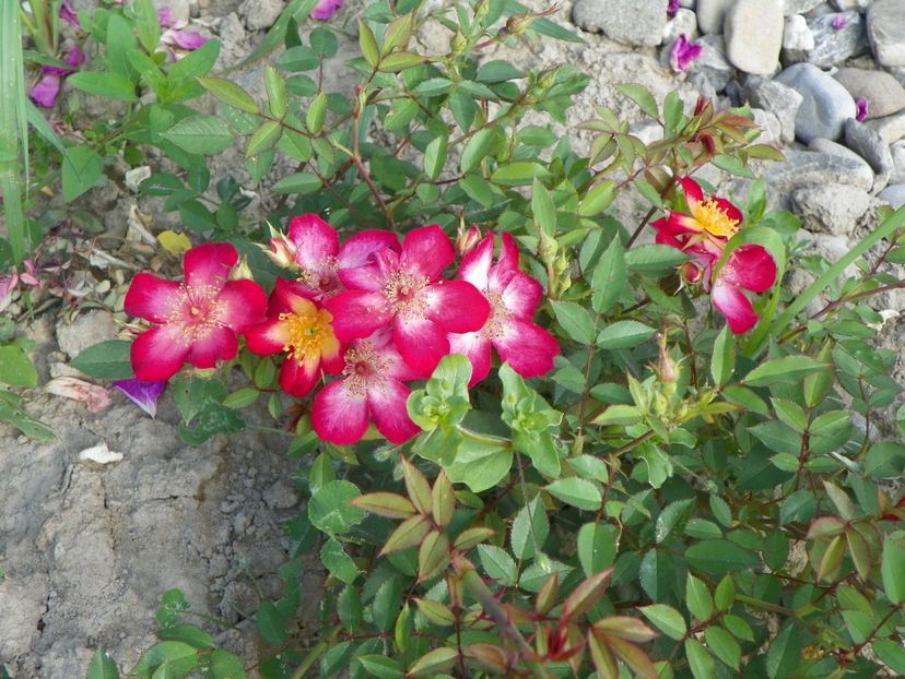 Star Profusion - Trandafiri 2018 2