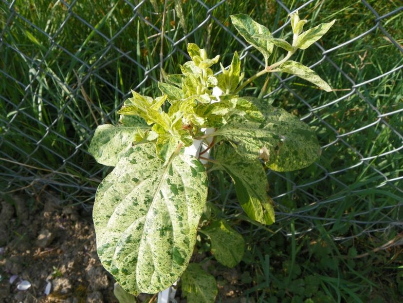 lonicera japonica Mint Crisp - Dobarland 2018 2