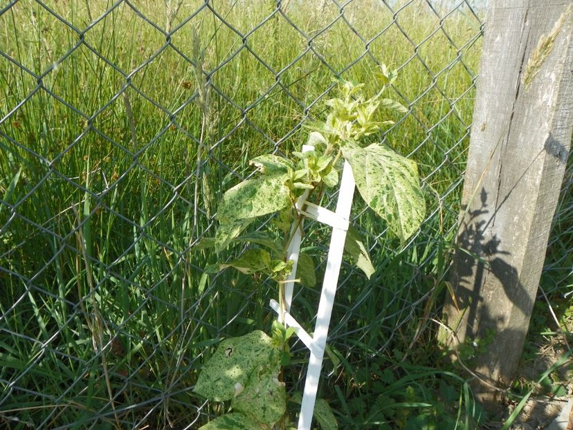 lonicera japonica Mint Crisp - Dobarland 2018 2