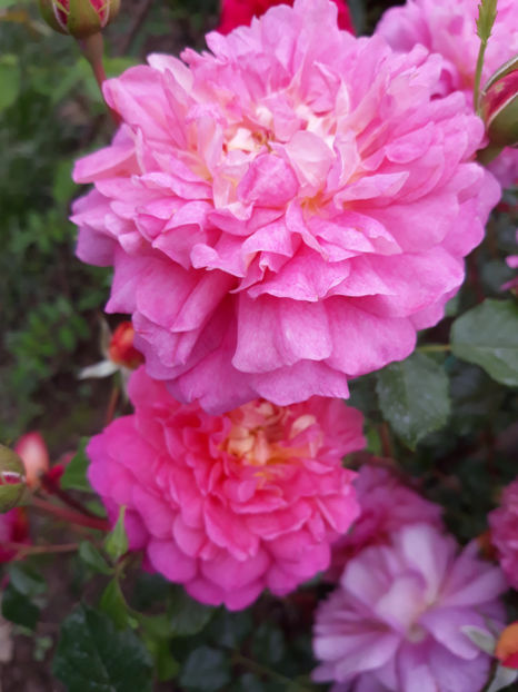  - CHRISTOPHER MARLOWE David Austin 3