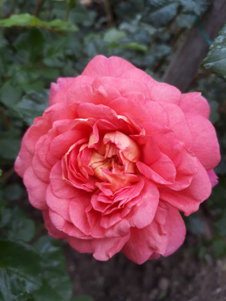  - CHRISTOPHER MARLOWE David Austin 3