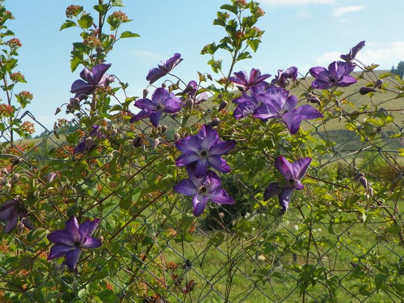 clematis Venosa Violacea - Dobarland 2018 2