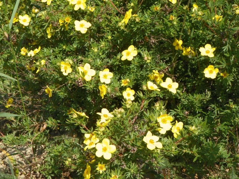 potentilla fruticosa Goldfinger - Dobarland 2018 2