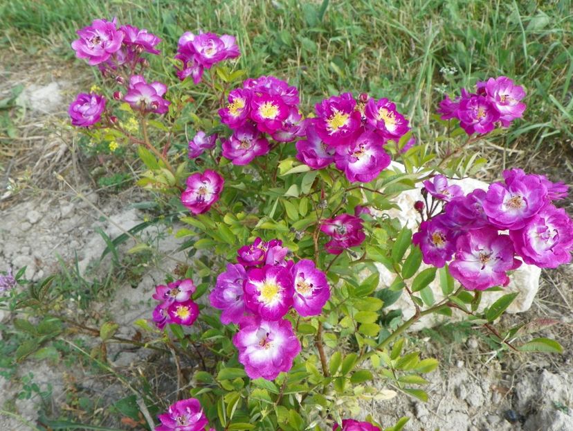 Lauren - Trandafiri 2018 2