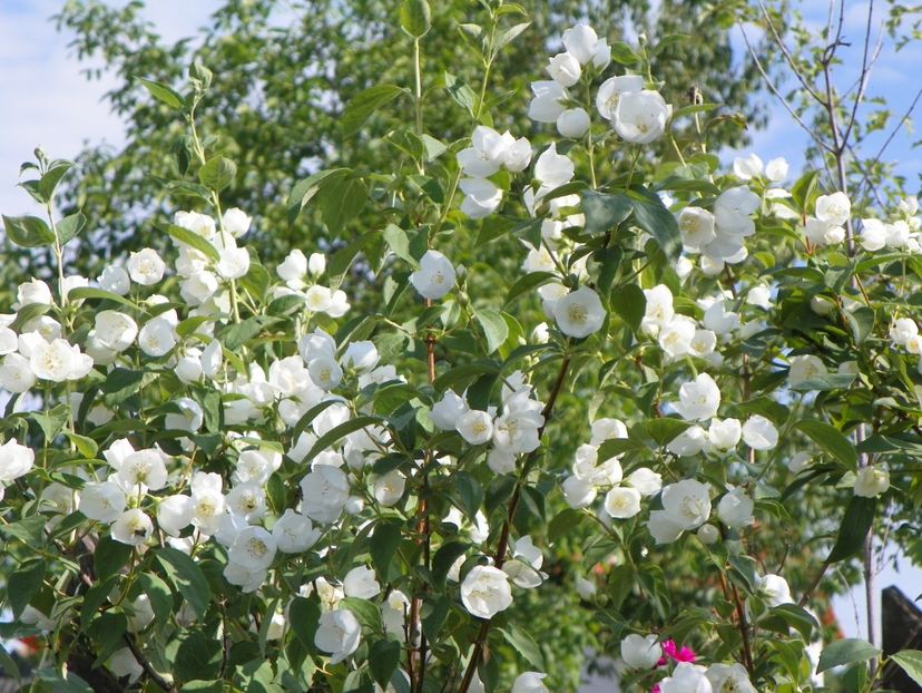 philadelphus Schneesturm - Dobarland 2018 2