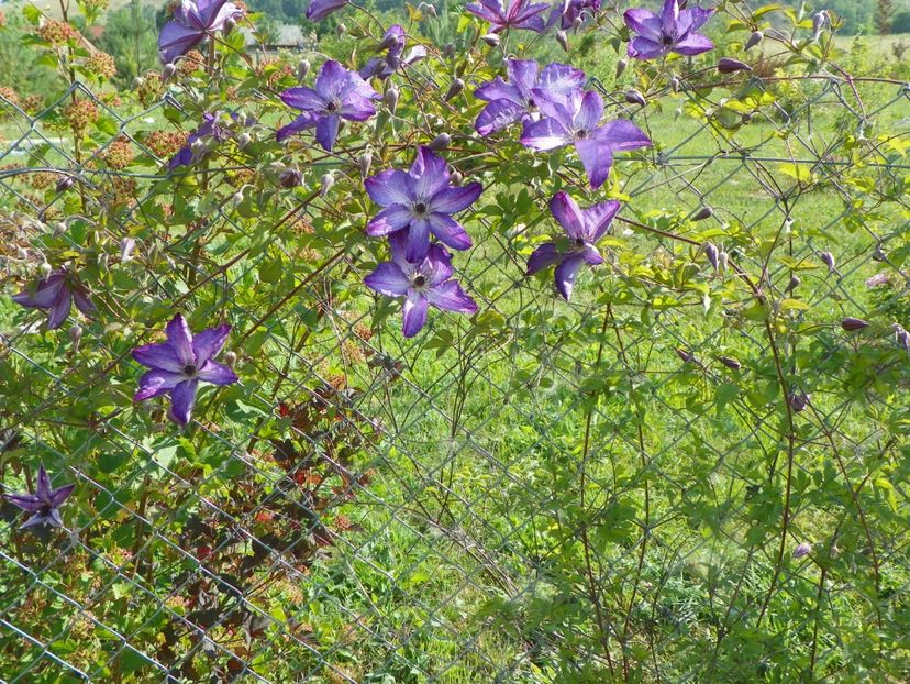 Venosa Violacea - Dobarland 2018 2