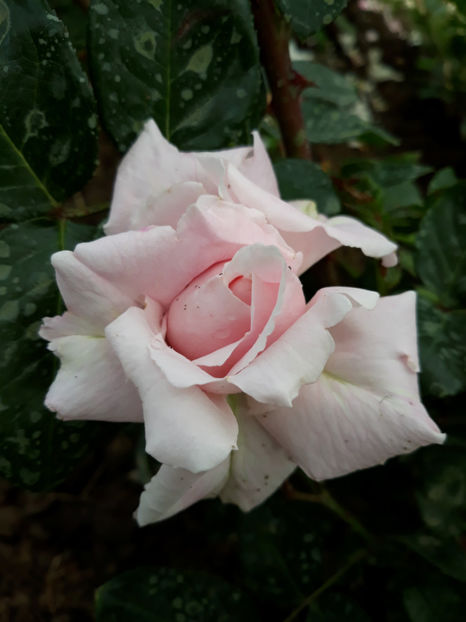  - CONSTANZE MOZART Kordes 3