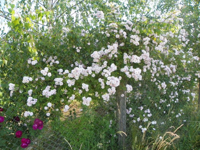 Paul's Himalayan Musk - Trandafiri 2018 2