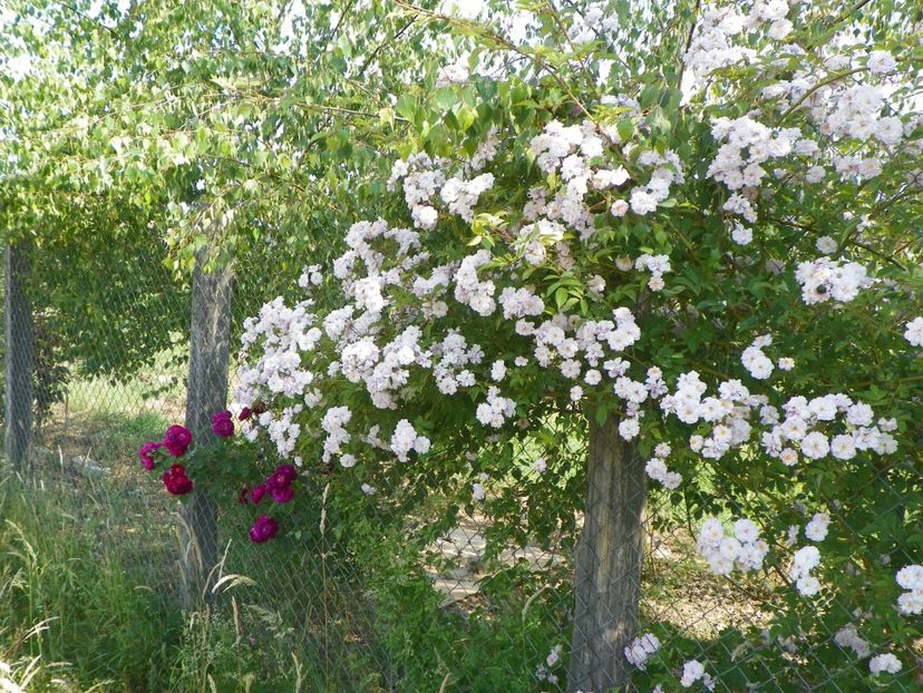 Paul's Himalayan Musk - Trandafiri 2018 2