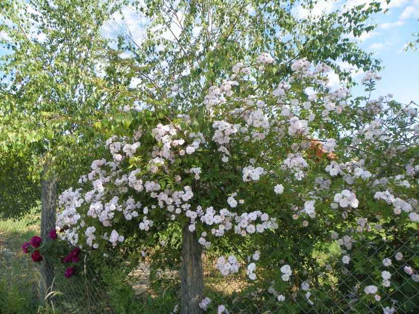 Paul's Himalayan Musk - Trandafiri 2018 2