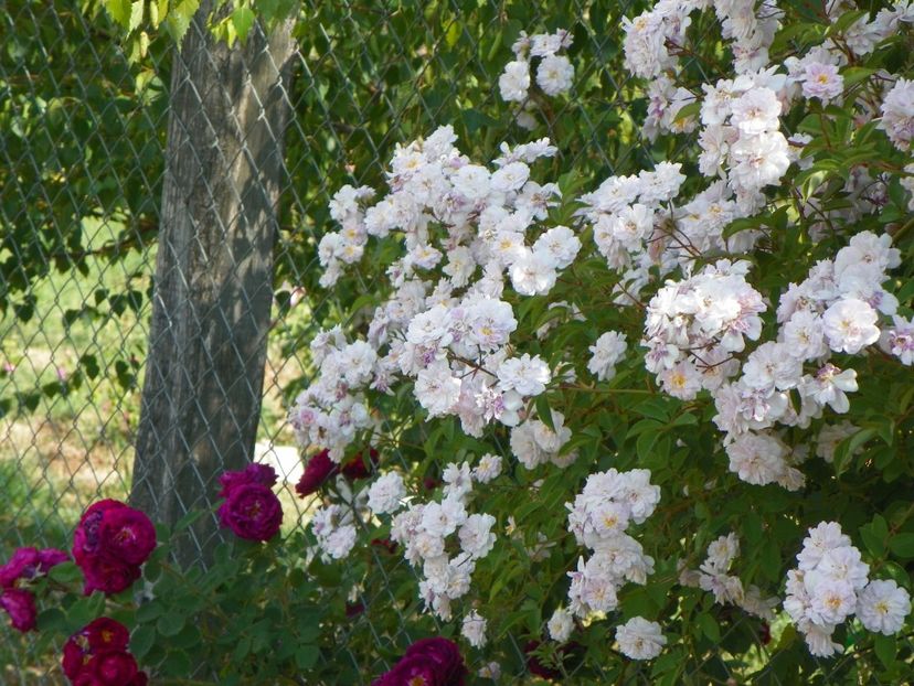 Paul's Himalayan Musk si Gipsy Boy - Trandafiri 2018 2