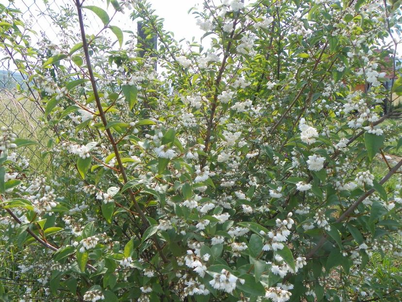 deutzia Codsall Pink - Dobarland 2018 2