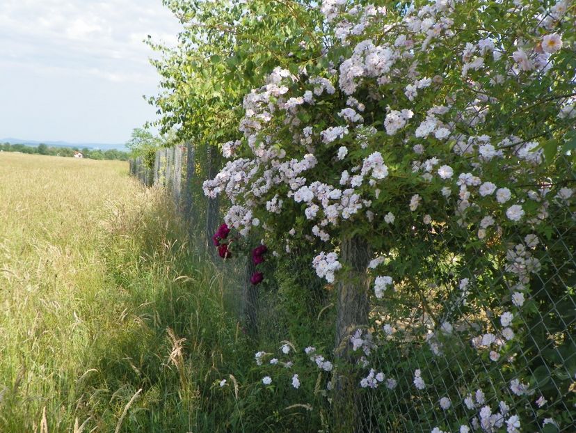 Paul's Himalayan Musk - Trandafiri 2018 2