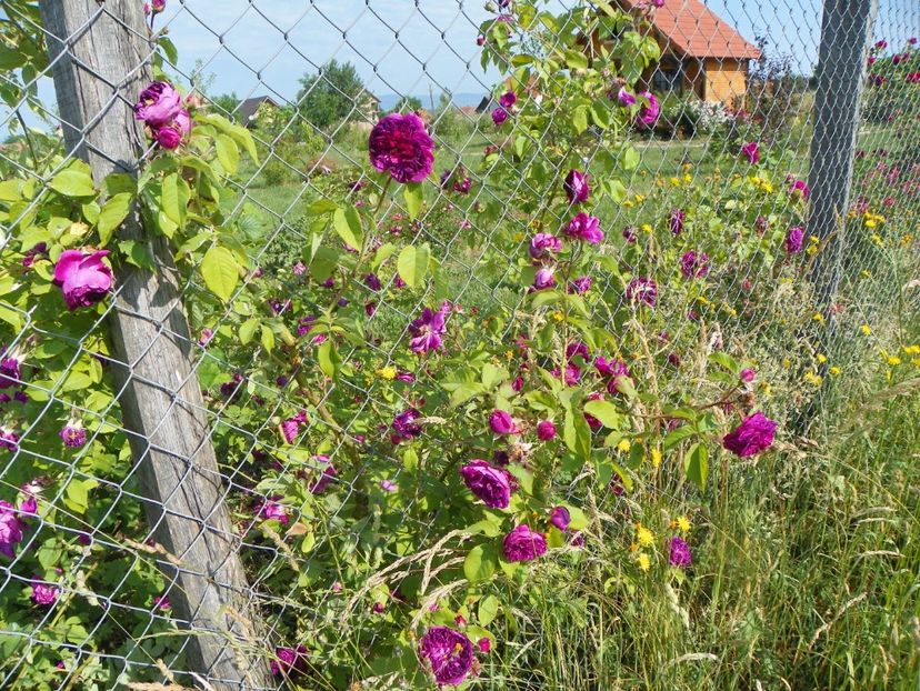Erinnerung an Brod - Trandafiri 2018 2
