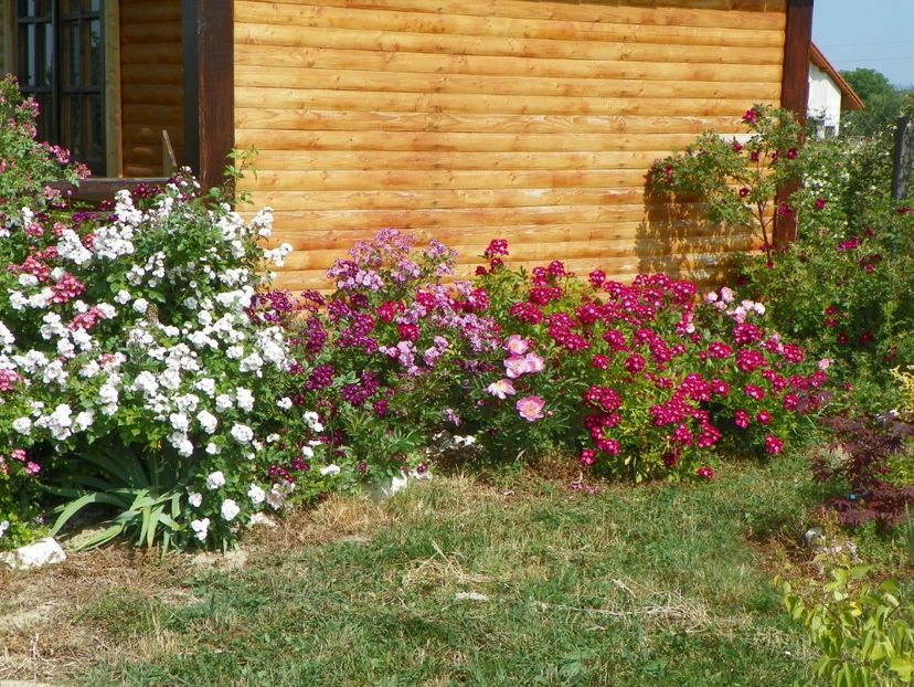Perennial Blush, Lavender Dream, Ballerina Red - Dobarland 2018 2