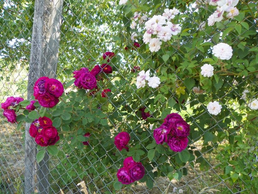 Paul's Himalayan Musk si Gipsy Boy - Trandafiri 2018 2