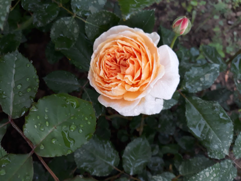  - CROWN PRINCESS MARGARETH David Austin 3