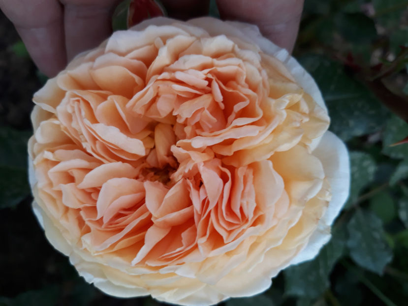  - CROWN PRINCESS MARGARETH David Austin 3