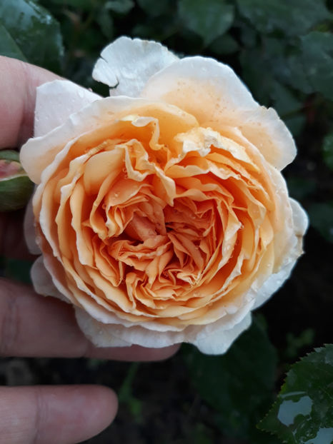  - CROWN PRINCESS MARGARETH David Austin 3