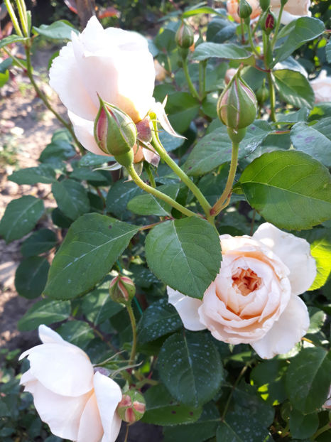  - CROWN PRINCESS MARGARETH David Austin 3