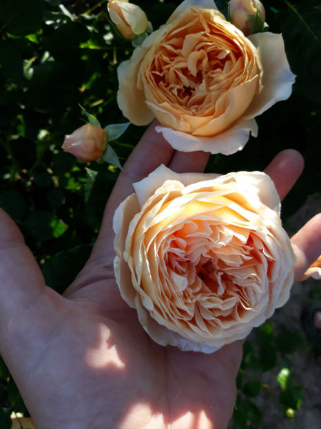 037 (2) - CROWN PRINCESS MARGARETH David Austin 3