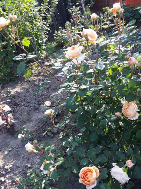  - CROWN PRINCESS MARGARETH David Austin 3