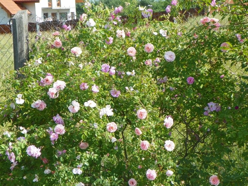 Kazanlik si Kir Royal - Trandafiri 2018 2