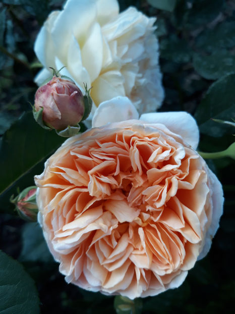  - CROWN PRINCESS MARGARETH David Austin 3