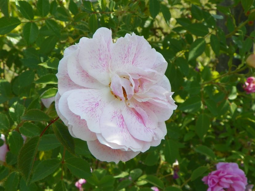 Kir Royal - Trandafiri 2018 2