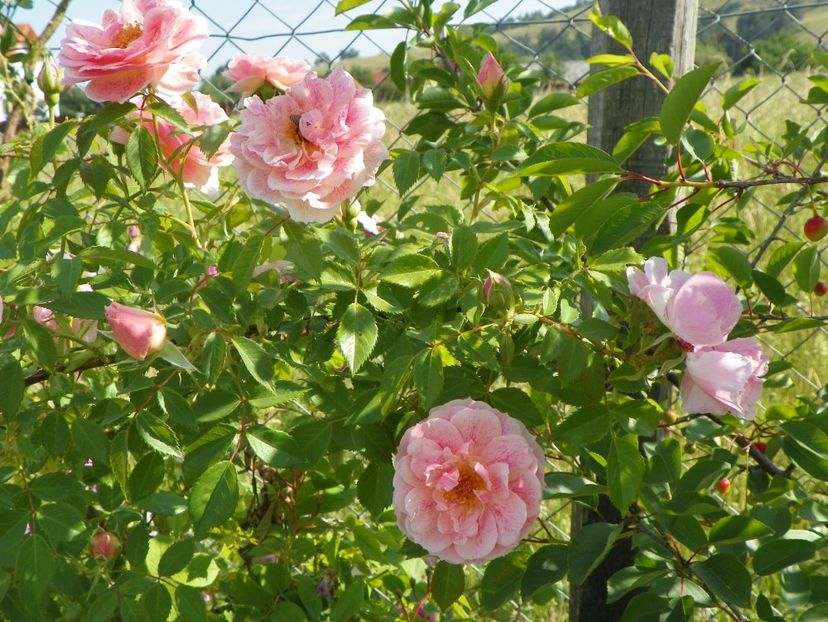 Kir Royal - Trandafiri 2018 2