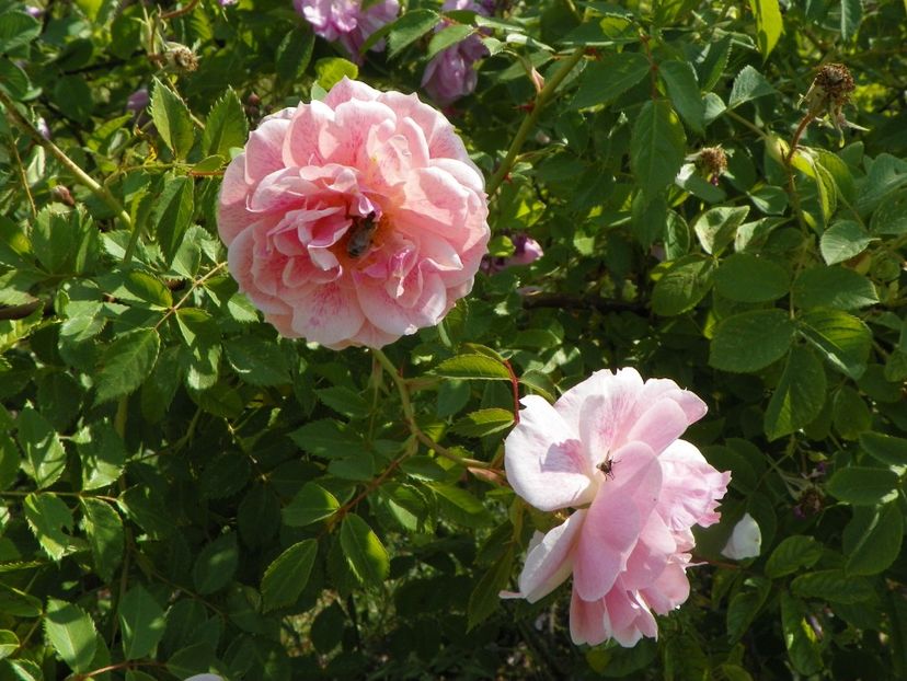 Kir Royal - Trandafiri 2018 2