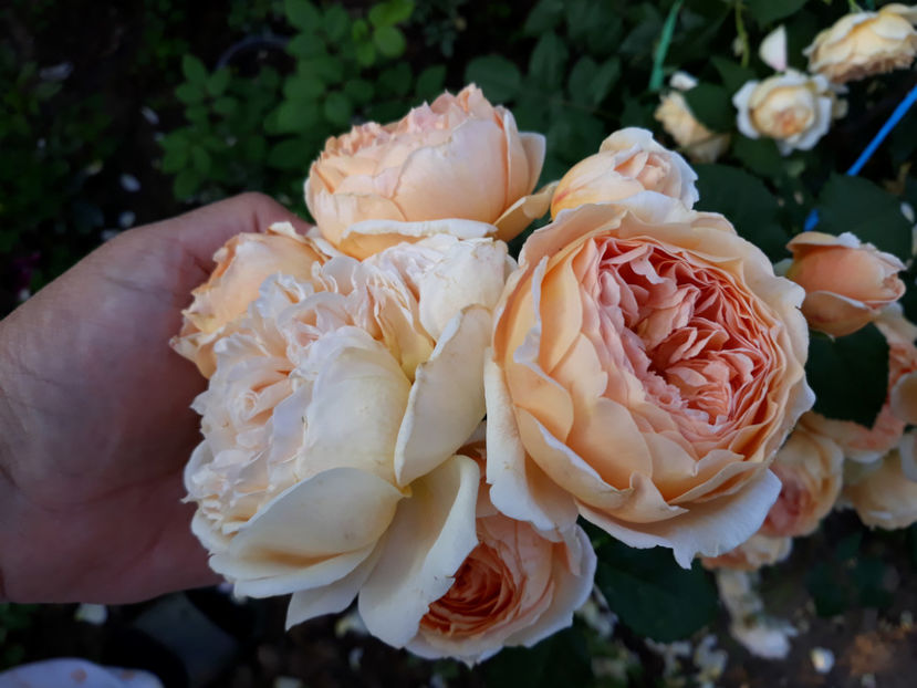  - CROWN PRINCESS MARGARETH David Austin 3
