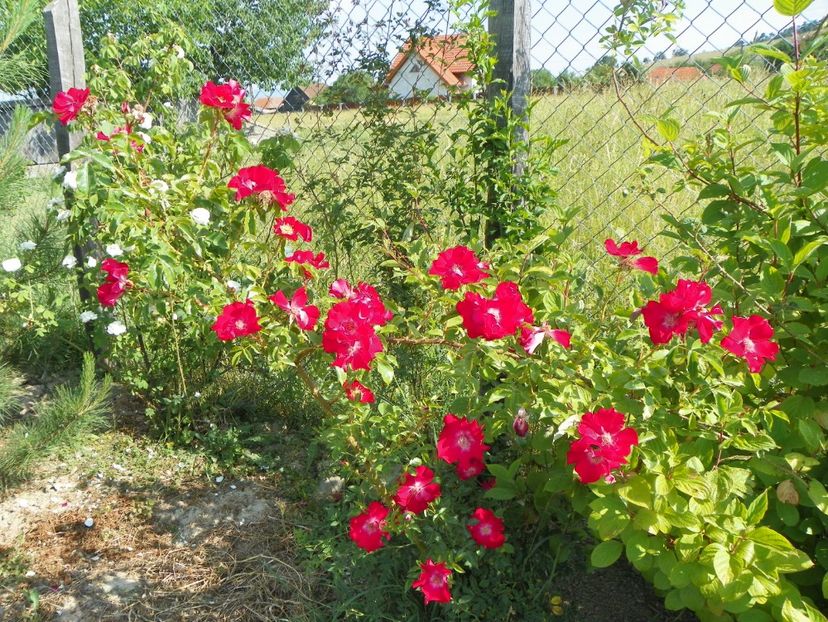 Dortmund - Trandafiri 2018 2