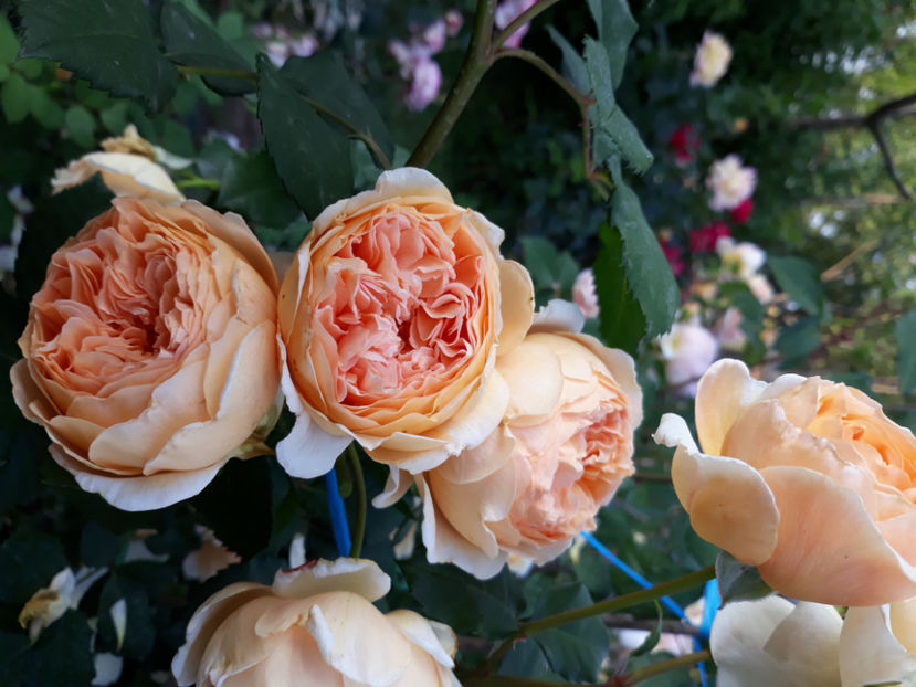  - CROWN PRINCESS MARGARETH David Austin 3