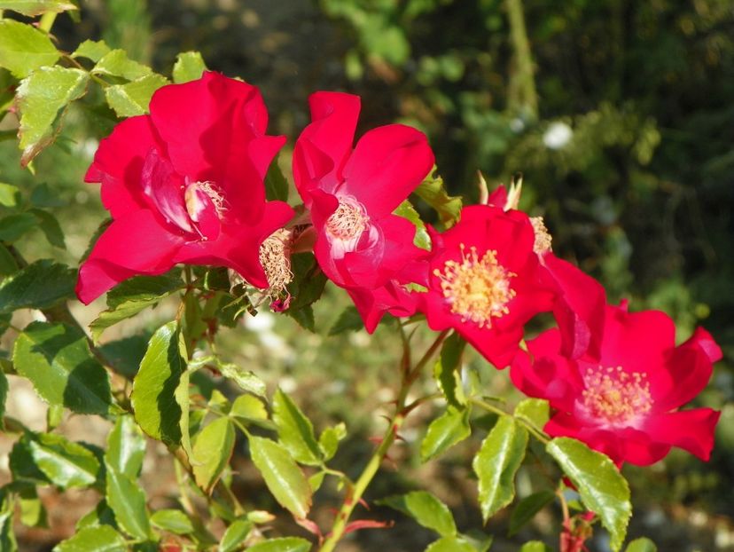 Dortmund - Trandafiri 2018 2