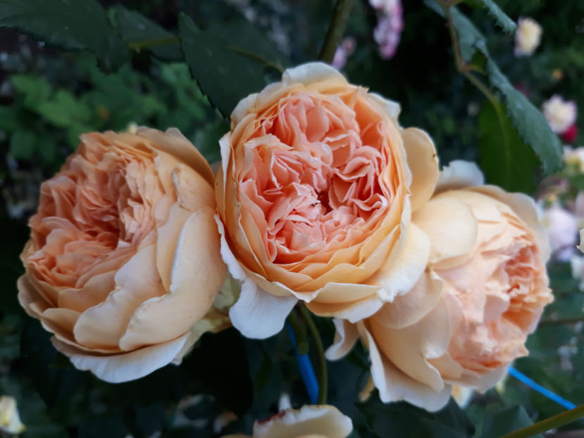  - CROWN PRINCESS MARGARETH David Austin 3